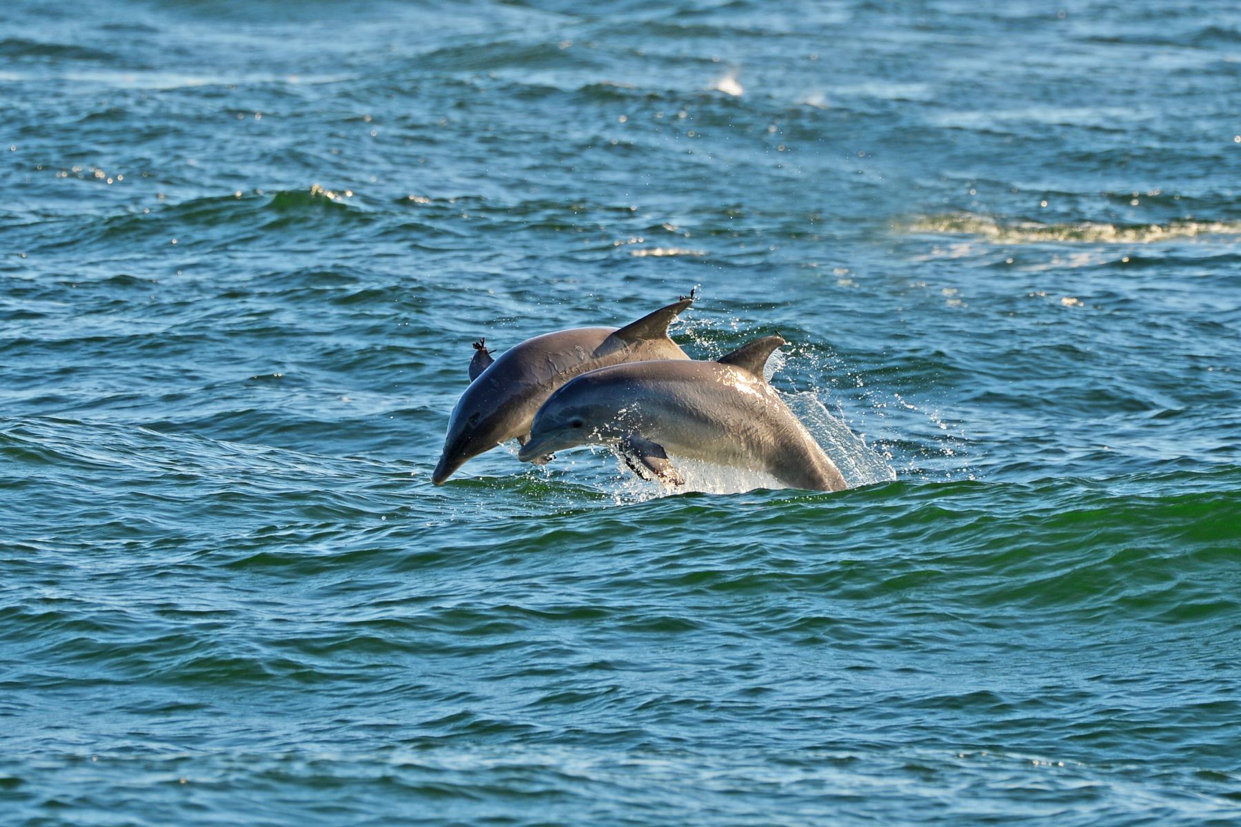 Dolphins on South Padre Island