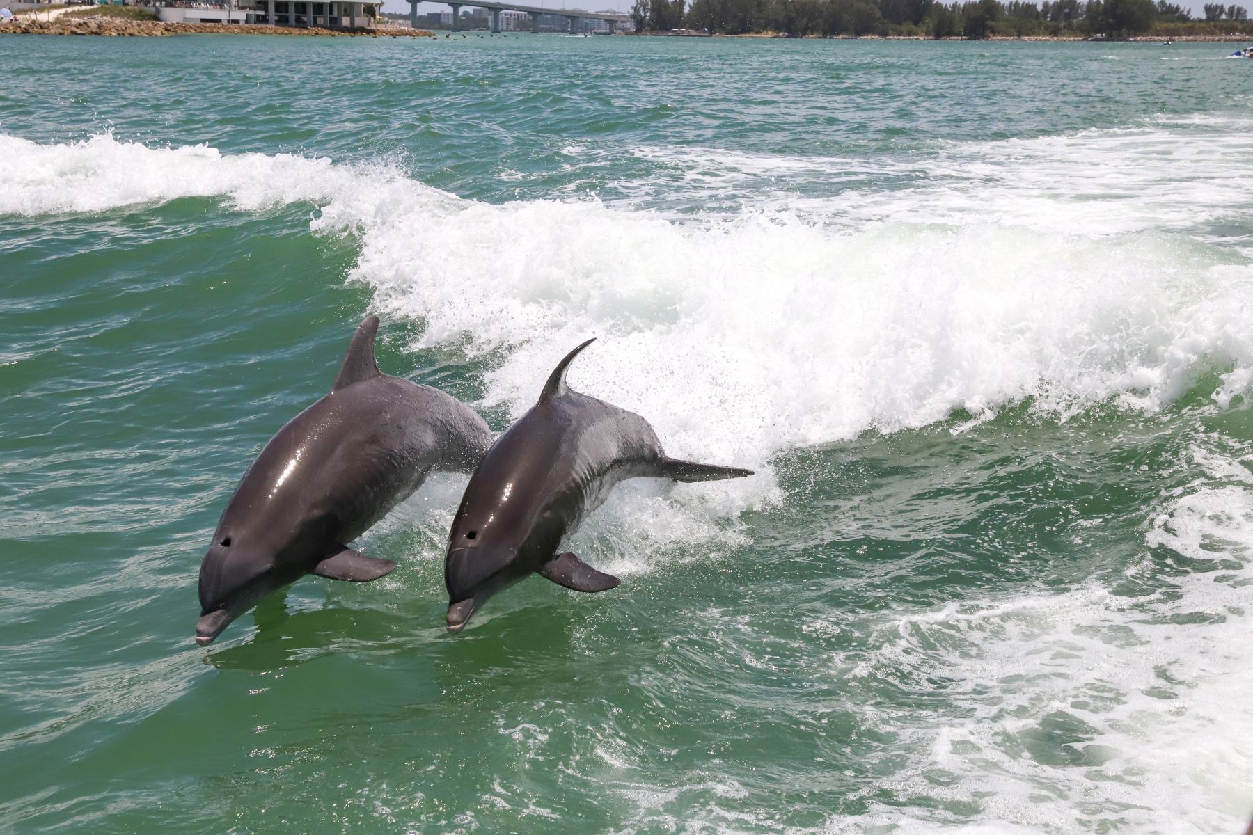 Dolphin Watching near South Padre Island